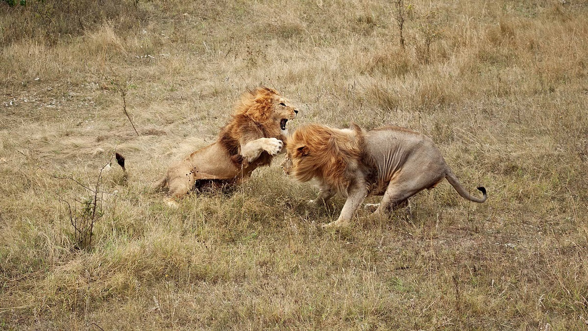 نبرد ترسناک شیرهای نر در مقابل گردشگران+ فیلم