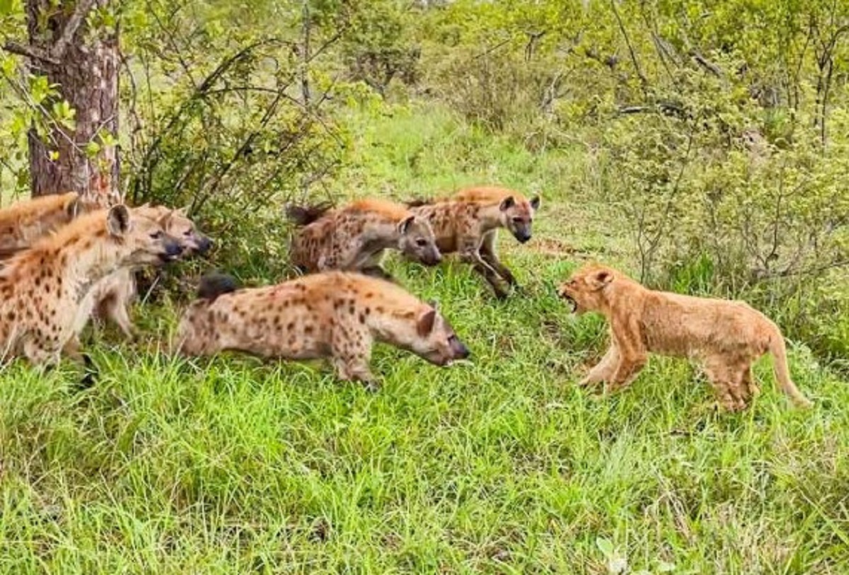 باج شیر مادر به کفتارها برای نجات جان توله اش+ فیلم