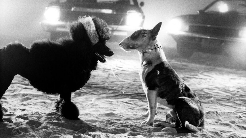 معرفی بهترین فیلم‌های کوتاه جهان