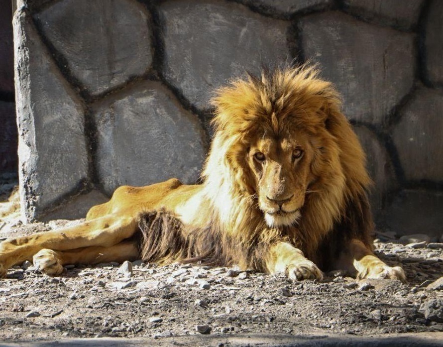 شیر ایرانی شیر ایرانی