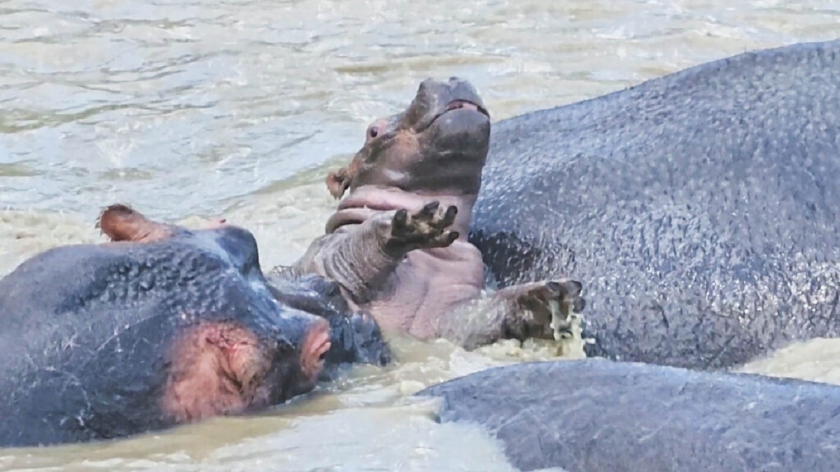 بچه اسب آبی در حالی که مورد حمله قرار می گیرد برای بقا می جنگد+ فیلم
