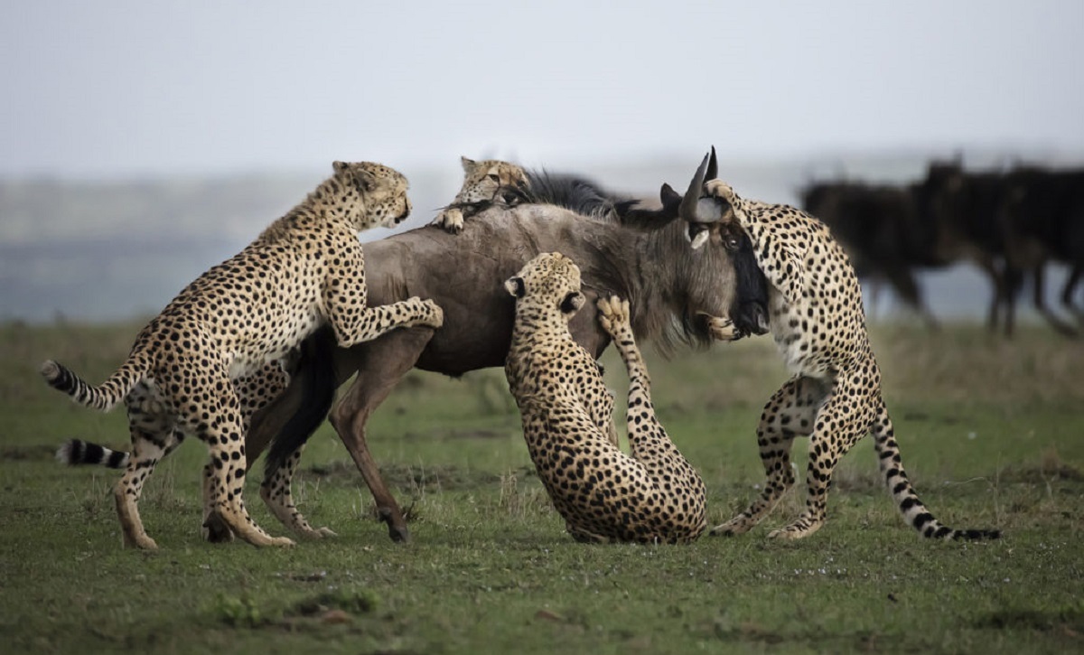 فیلم دیدنی شکار گوزن یالدار توسط پنج یوزپلنگ