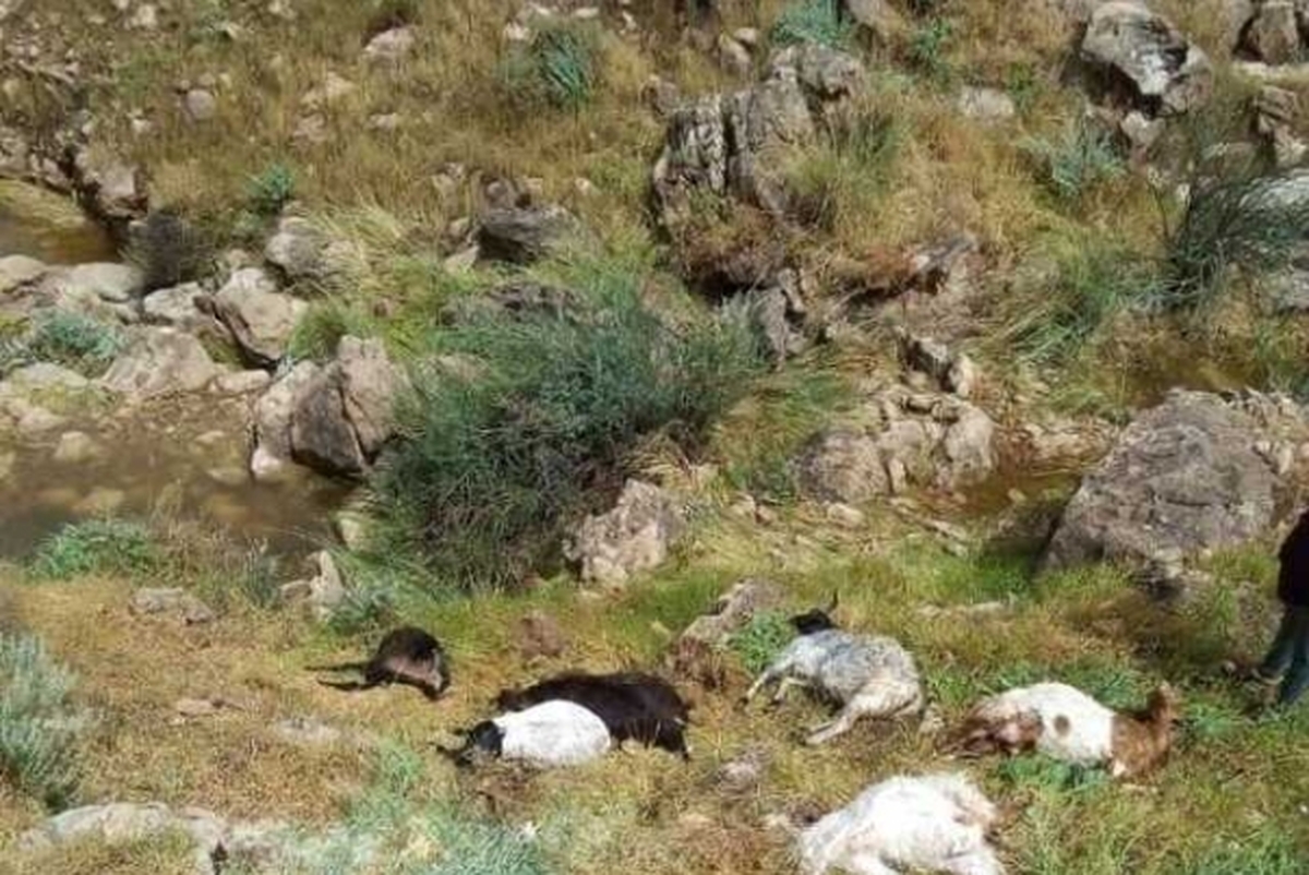 ماجرای قتل عام عجیب گوسفندان در ساحل قشم