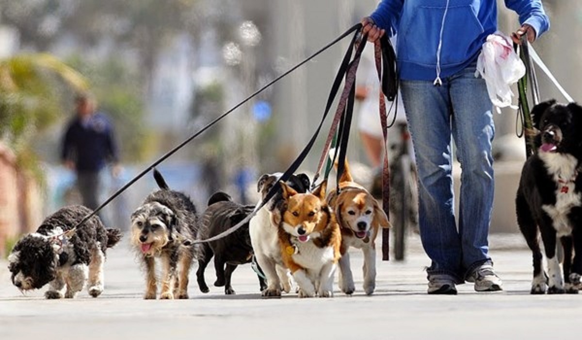 ماجرای زنده‌به‌گورکردن سگ‌ها در رودسر چیست؟