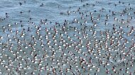 یخ زدن غم‌انگیز هزاران پرنده در یک دریاچه