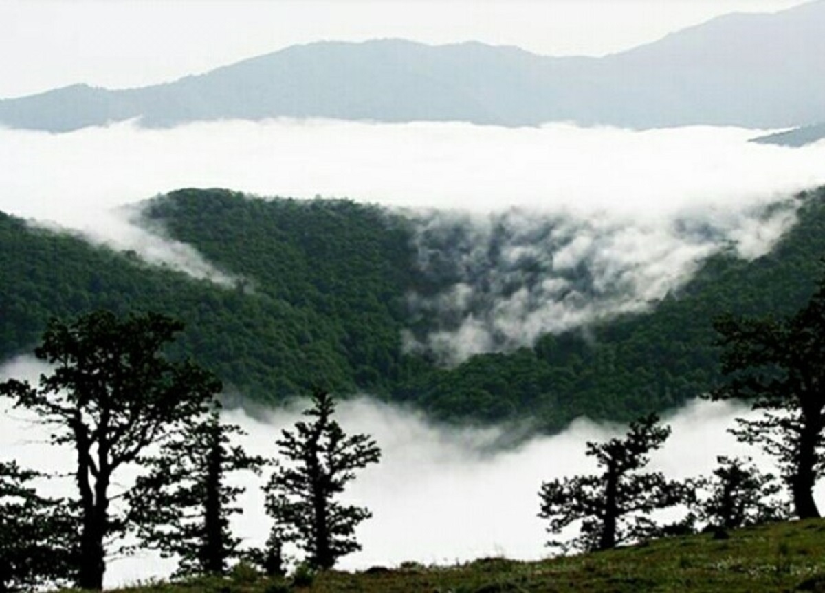 زیباترین جنگل‌های ایران