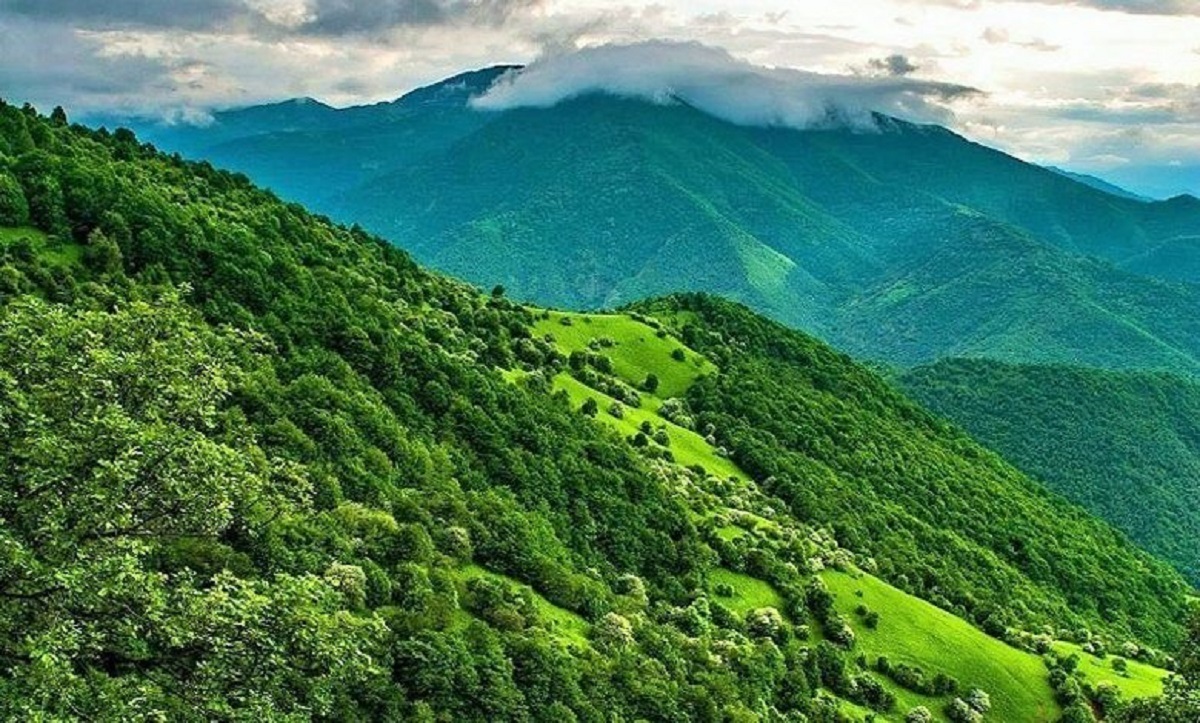 زیباترین جنگل‌های ایران