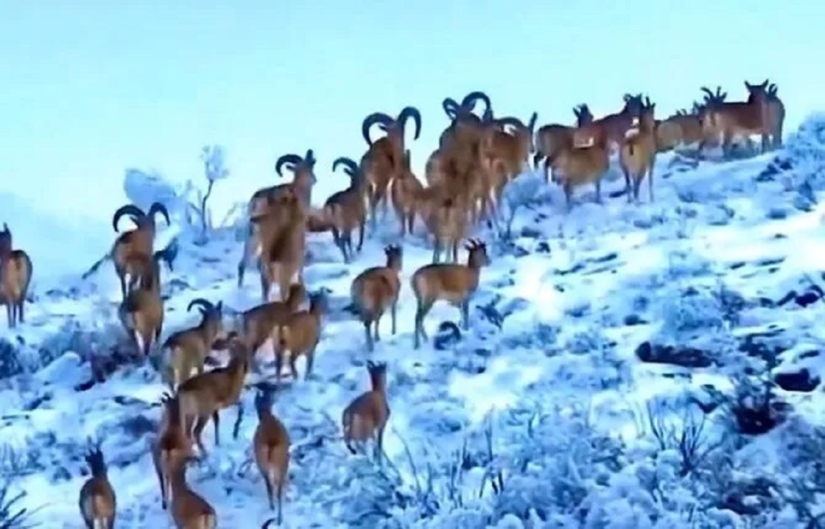 تصاویری شکوهمند از پارک ملی گلستان