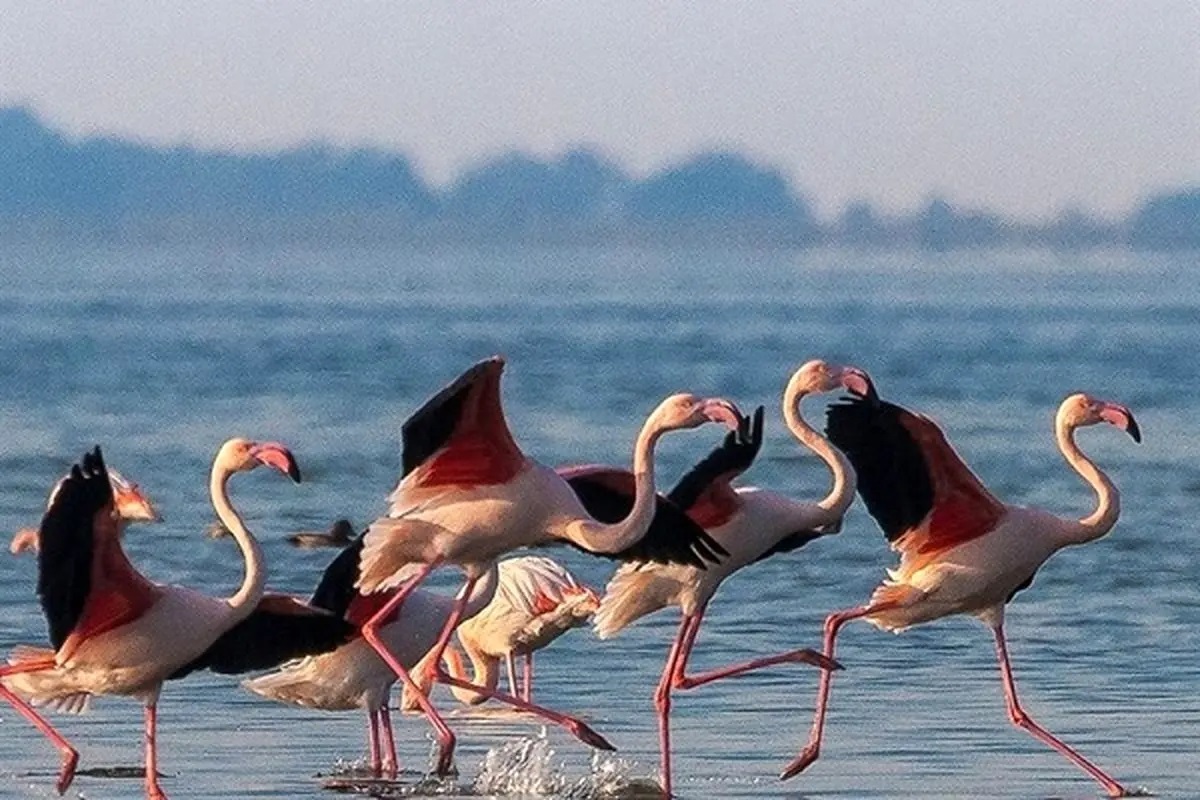 فلامینگو
