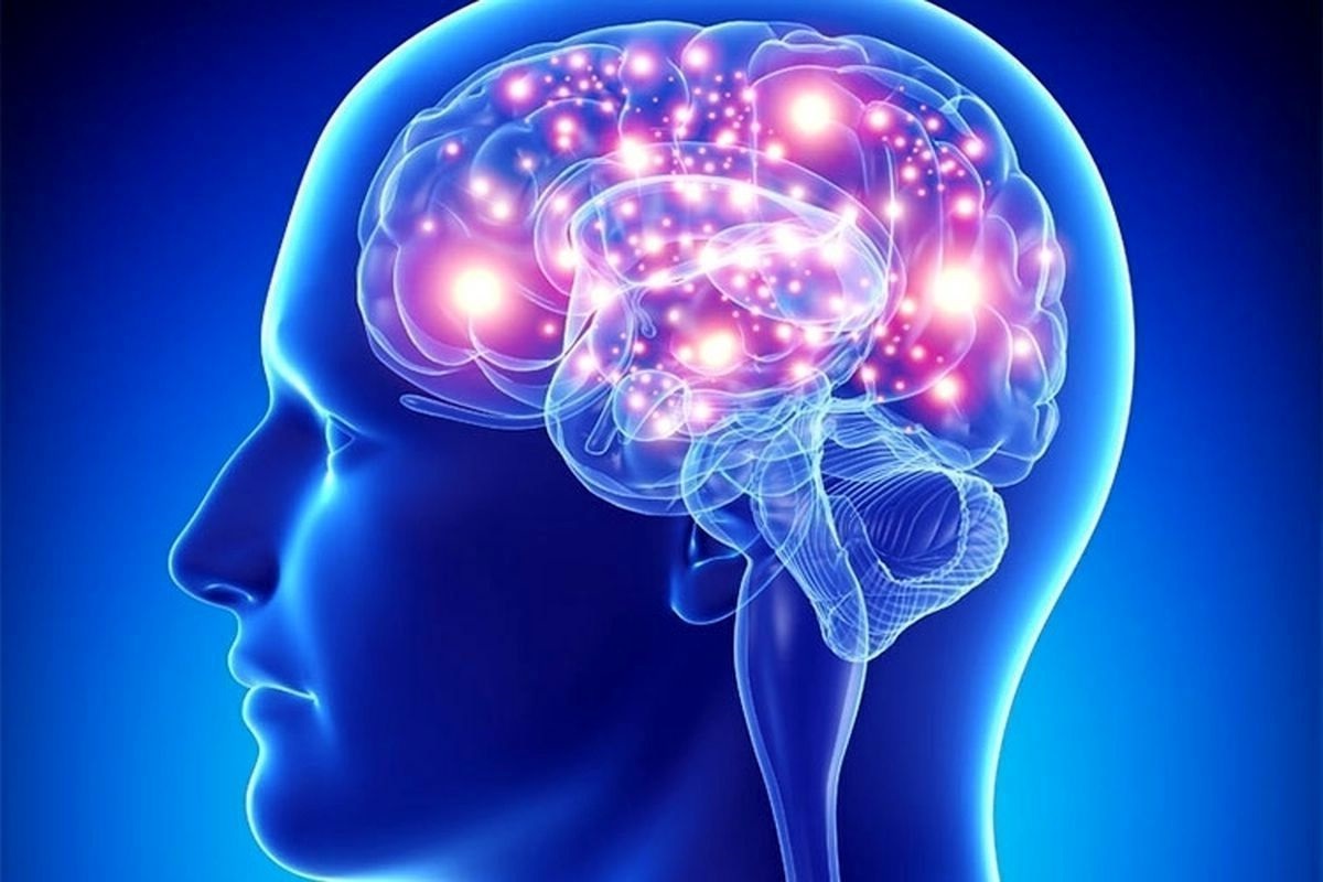 مغز انسان