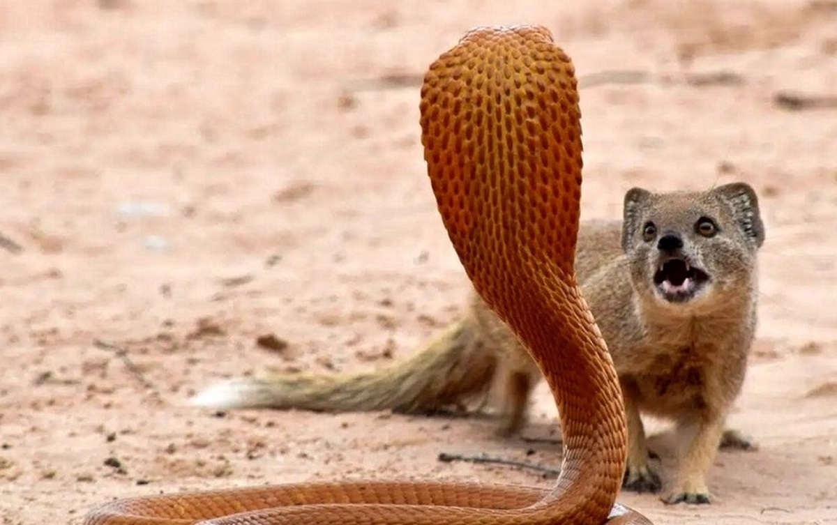 جنگ خدنگ با مار جنگ خدنگ با مار