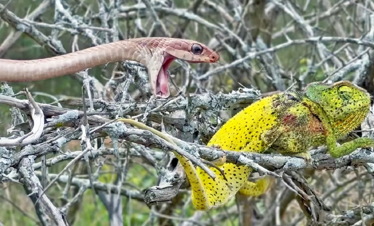نبرد مار و آفتاب پرست نبرد مار و آفتاب پرست