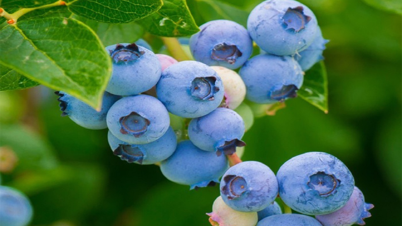 بلوبری بلوبری