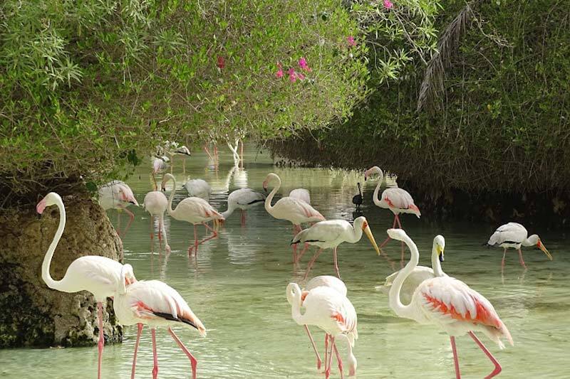 بهترین جاذبه‌های گردشگری کیش