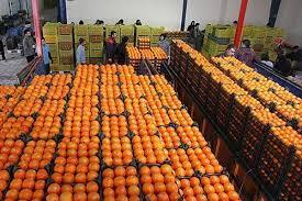 توزیع حدود ۱۰ هزار تن میوه شب عید/قیمت‌ها تعدیل شده است