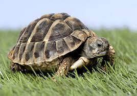 لاک پشت لاک پشت