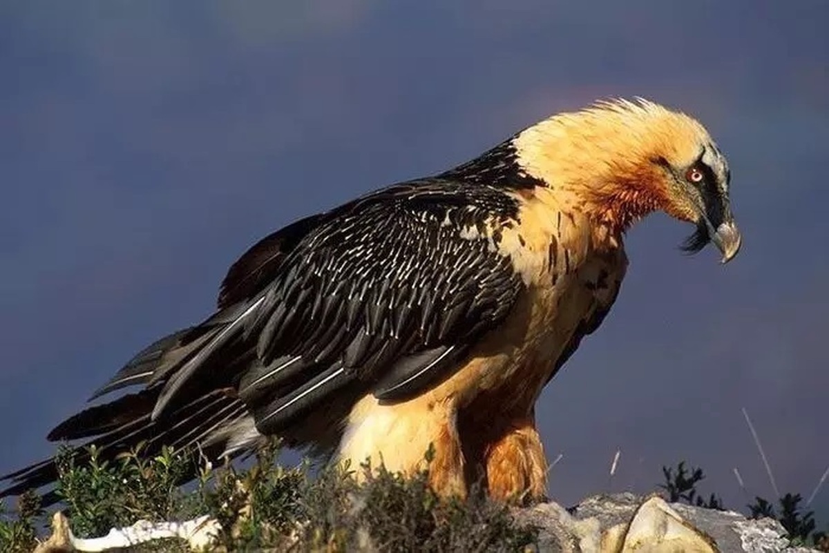 دیده شدن پرنده اساطیری هما در ارتفاعات طالقان!