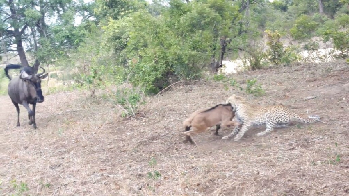 نبرد پلنگ و گوزن یالدار مادر بر سر گوساله + فیلم