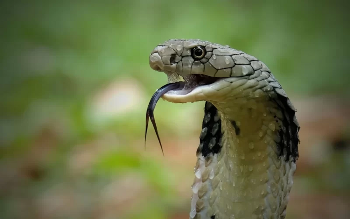 ویدئویی ترسناک از کشته شدن یک مار توسط شاه کبرا ویدئویی ترسناک از کشته شدن یک مار توسط شاه کبرا
