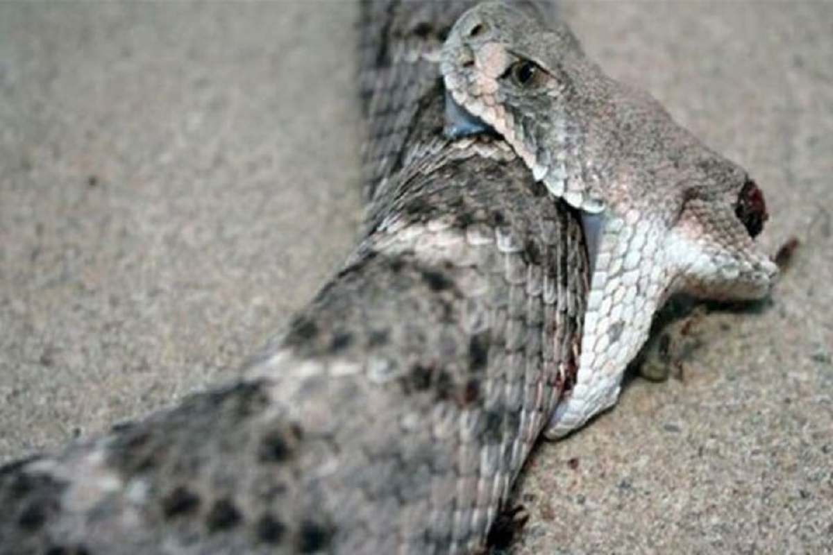 نیش زدن مار به خودش با سر قطع شده! +فیلم