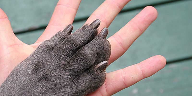 تفاوت انسان و حیوان تفاوت انسان و حیوان