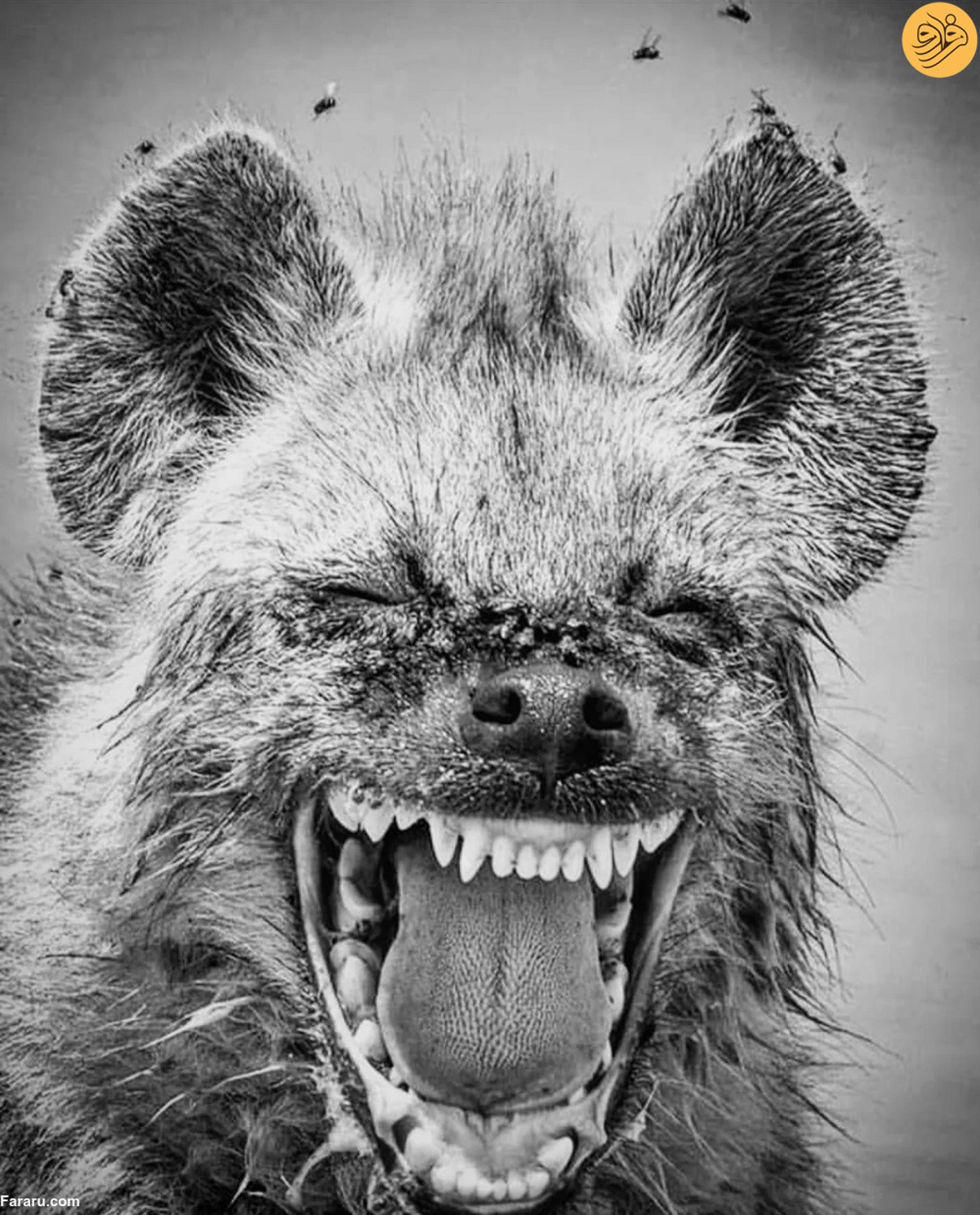 چرا کفتارها میخندند؟ چرا کفتارها میخندند؟