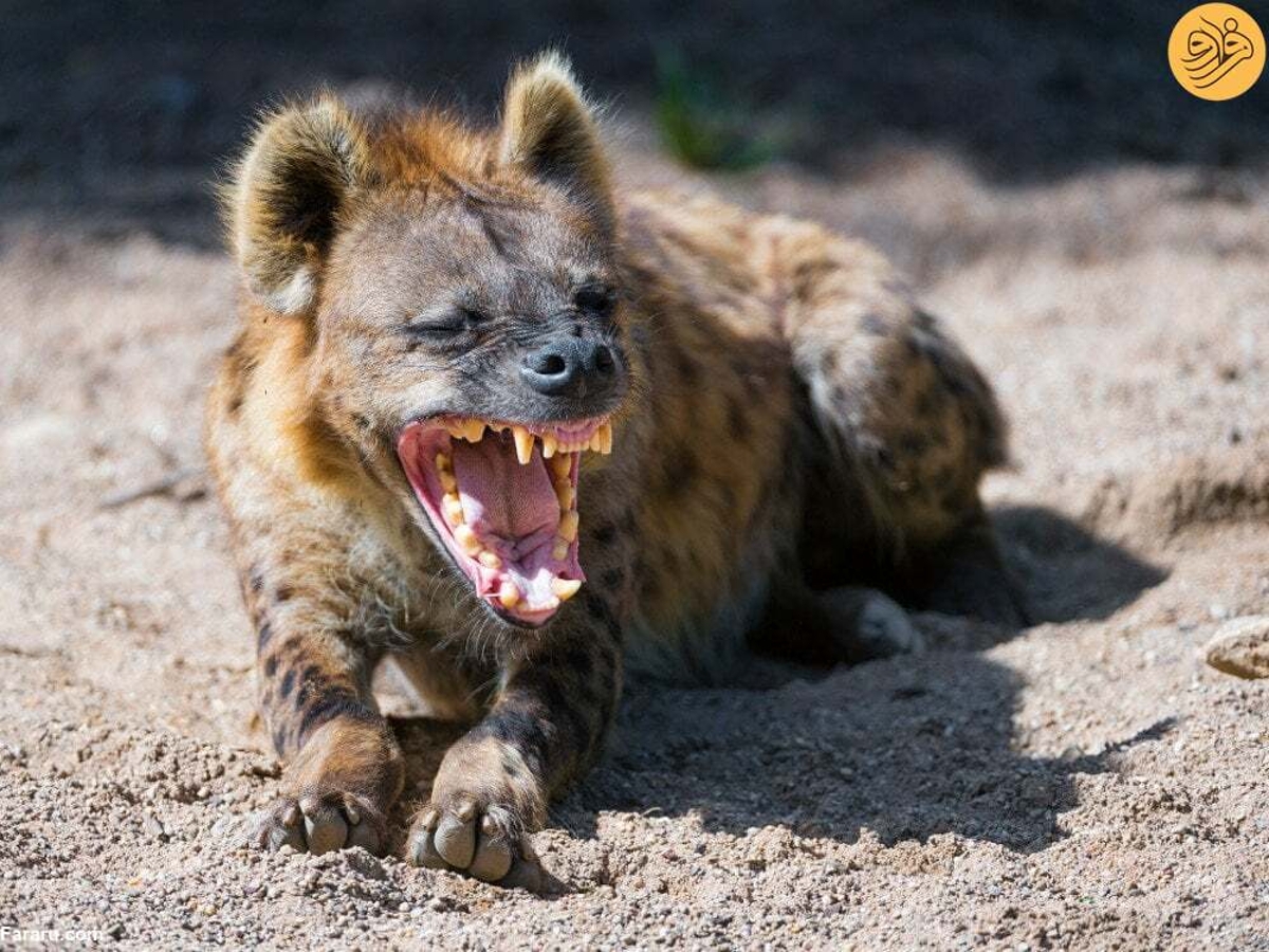 چرا کفتارها میخندند؟ چرا کفتارها میخندند؟