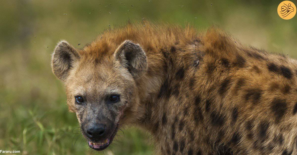 چرا کفتارها میخندند؟ چرا کفتارها میخندند؟