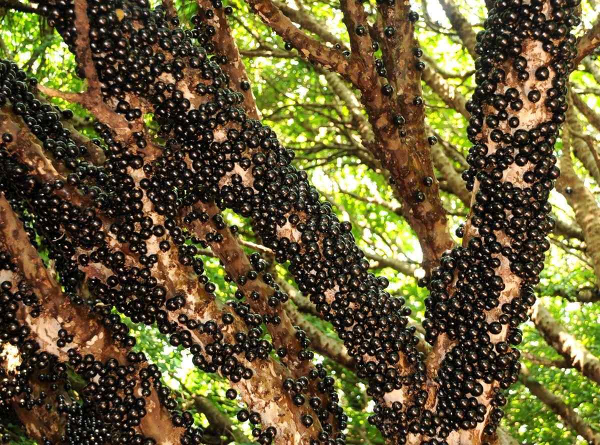 جابوتیکابا از میوه‌های استوایی