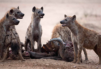 چرا کفتار‌ها می‌خندند؟