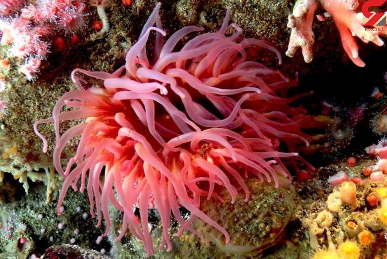 کدام حیوان قلب ندارد؟ کدام حیوان قلب ندارد؟