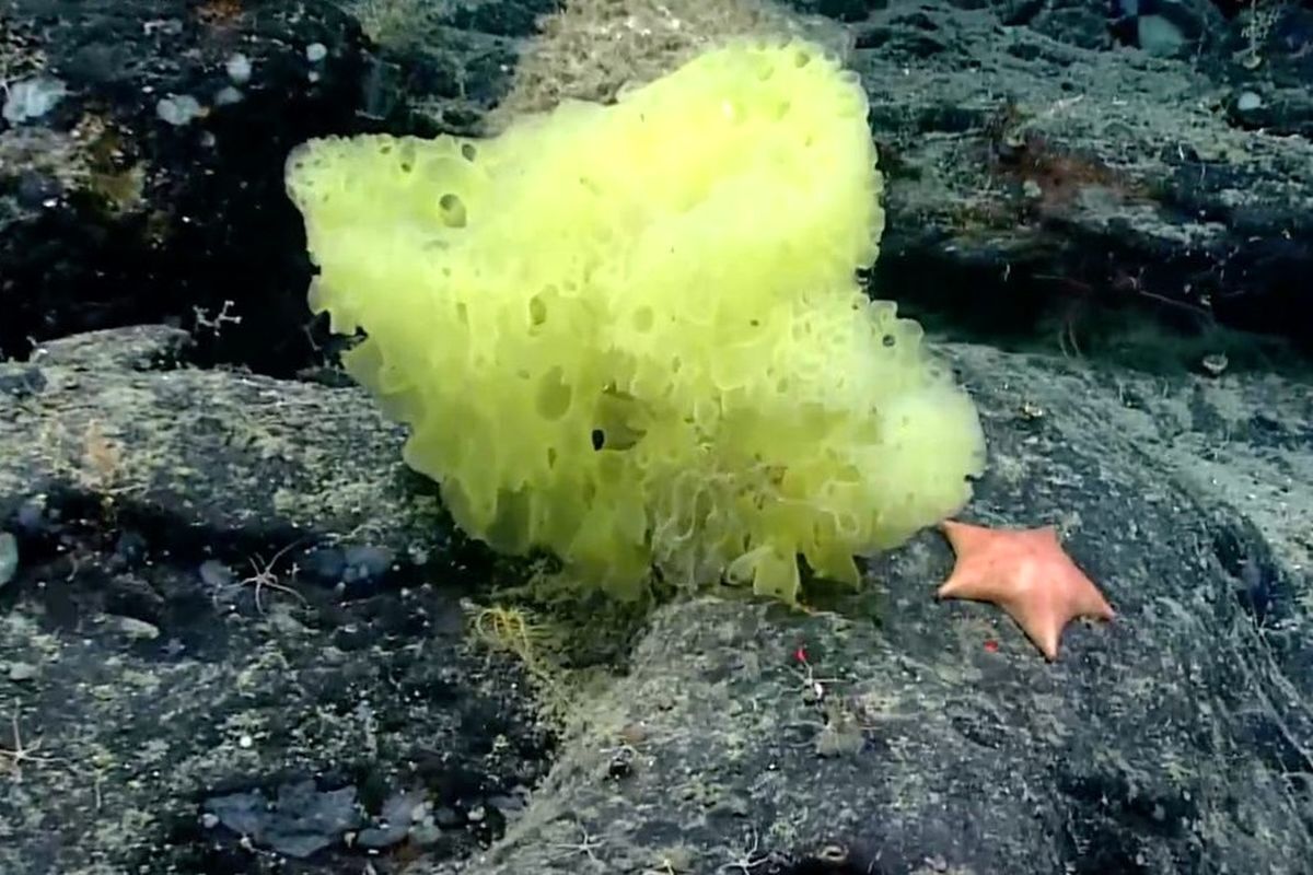 کدام حیوان قلب ندارد؟ کدام حیوان قلب ندارد؟