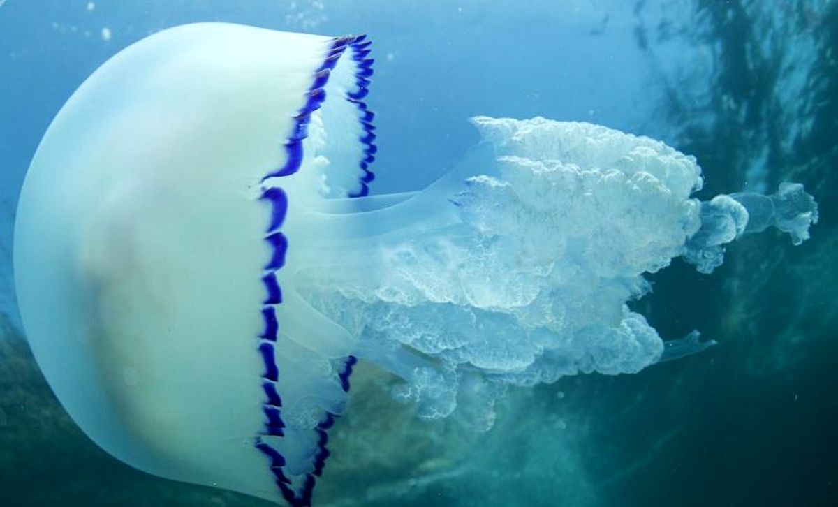 کدام حیوان قلب ندارد؟ کدام حیوان قلب ندارد؟