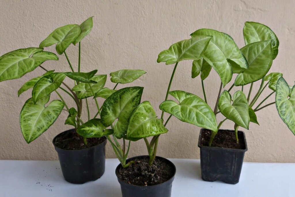 گیاهان آپارتمانی با رشد سریع