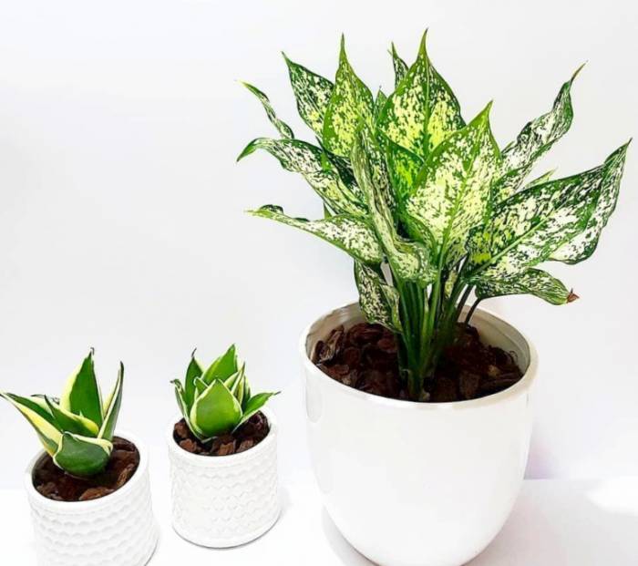 گیاهان آپارتمانی با رشد سریع