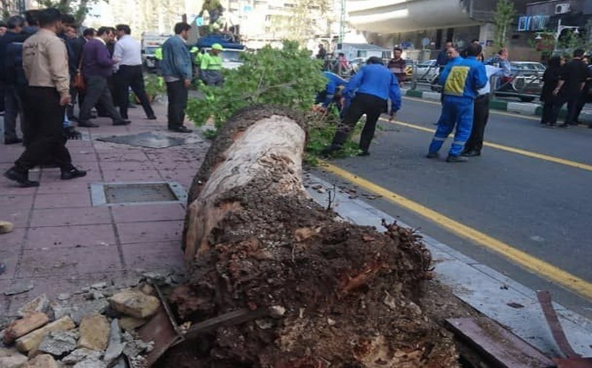 انسداد مسیر خیابان ولیعصر به علت سقوط درخت