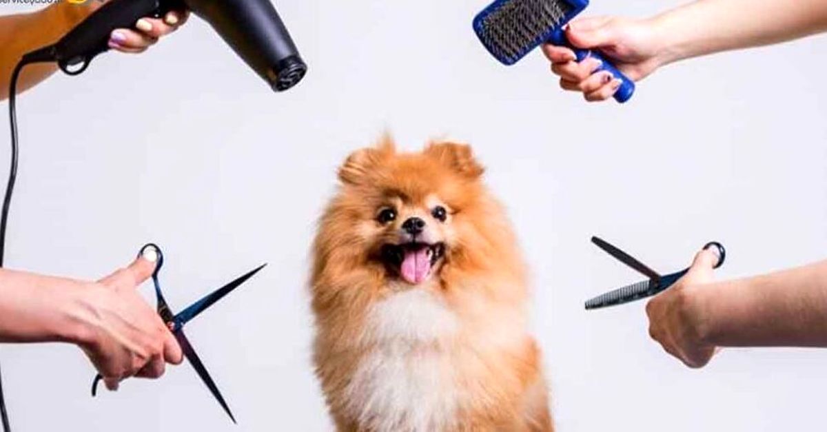 فیلم عجیب آرایش حیوانات خانگی؛ تبدیل سگ به پلنگ و روباه!