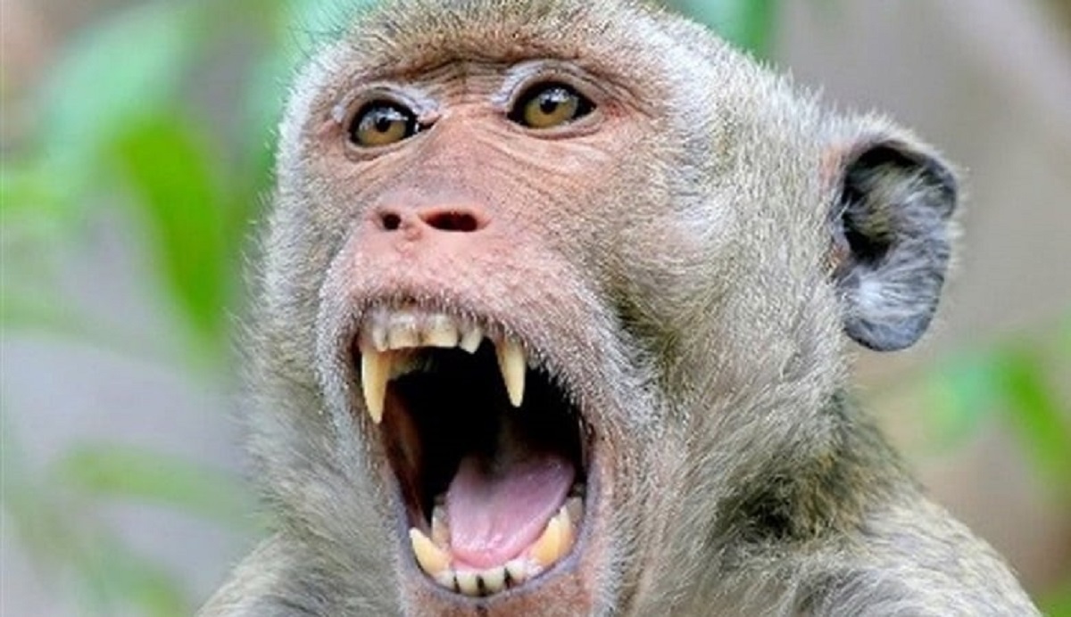 فیلم دردناک گیر کردن دست یک میمون لای در ماشین