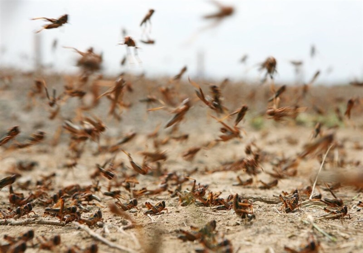 فیلم هجوم ملخ مراکشی به اراضی بخش پادنای سمیرم