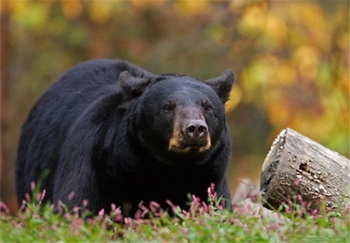 خرس سیاه بلوچی