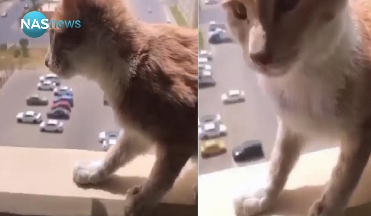 فیلم اعدام وحشیانه یک گربه