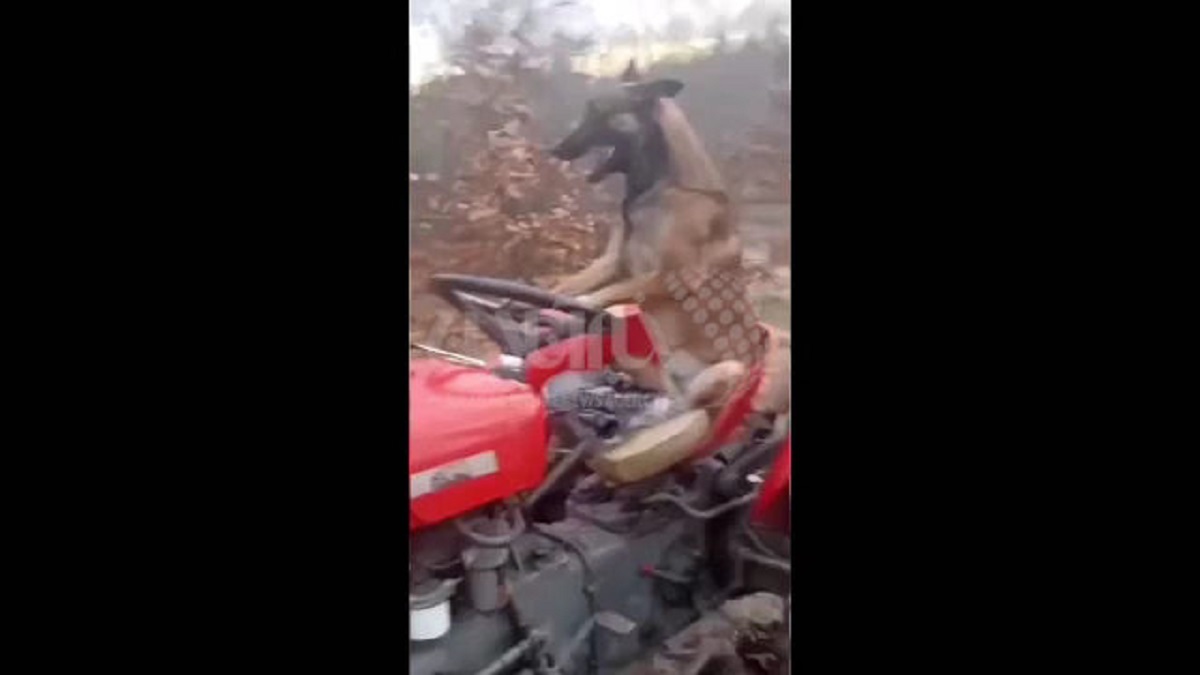 فیلم عجیب رانندگی یک سگ با تراکتور!