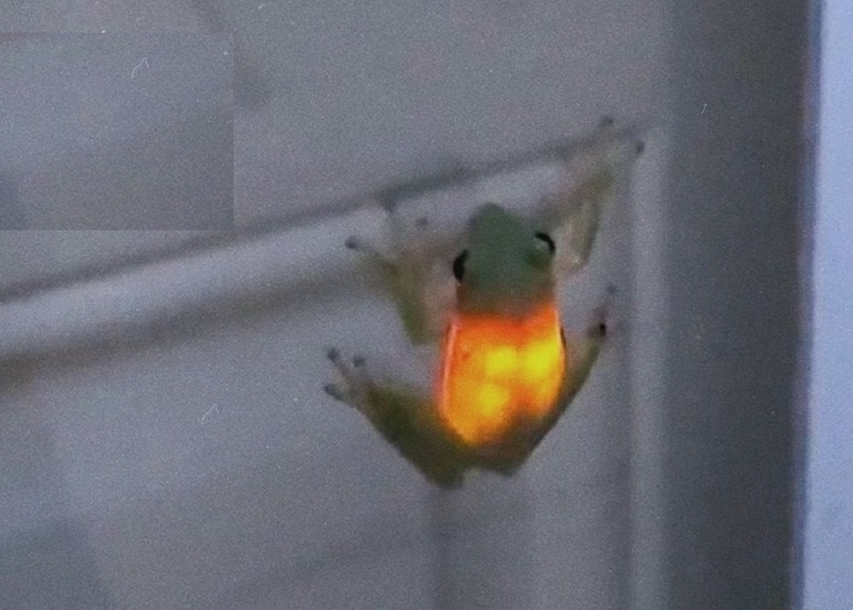 وقتی قورباغه یک کرم شبتاب میبلعد وقتی قورباغه یک کرم شبتاب میبلعد