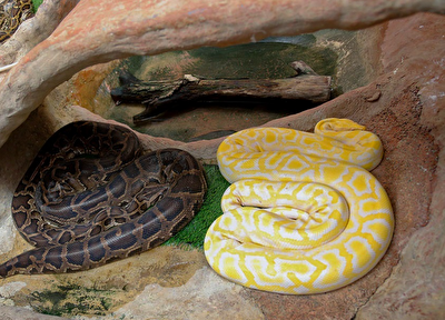 بچه مار‌های پیتون سر از تخم درآوردند