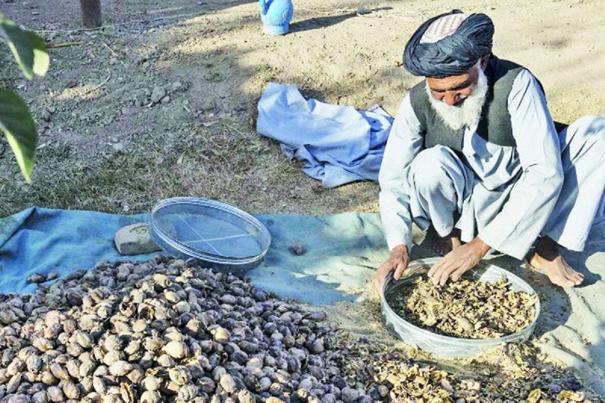 فیلم عجیب از فروش علنی تریاک در خیابان‌های افغانستان