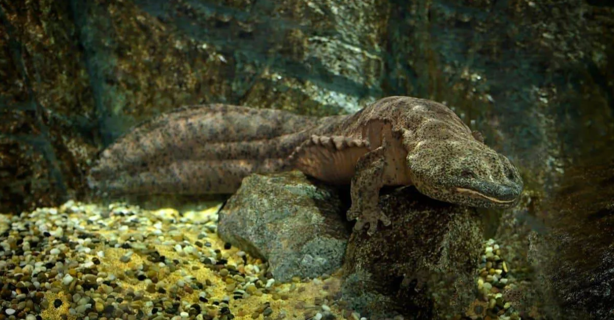 ابهت حیوانات ماقبل تاریخ