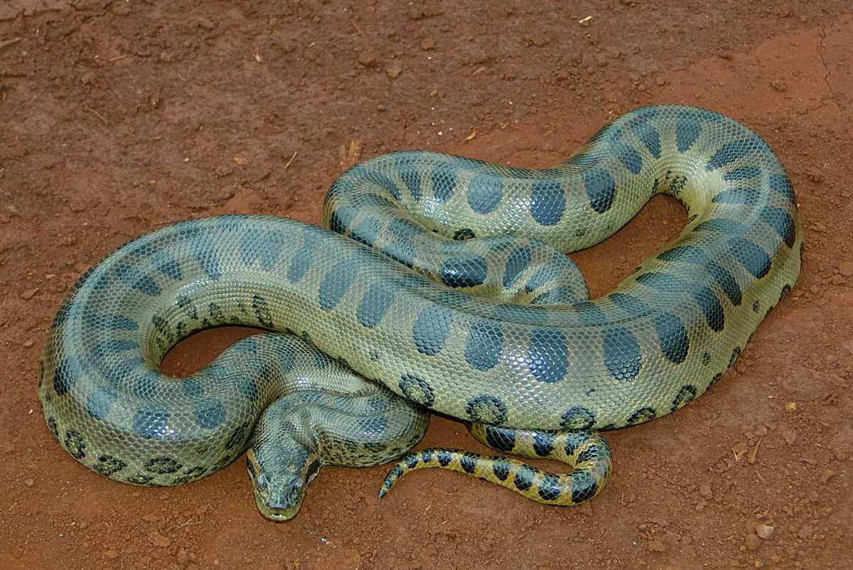 ابهت حیوانات ماقبل تاریخ