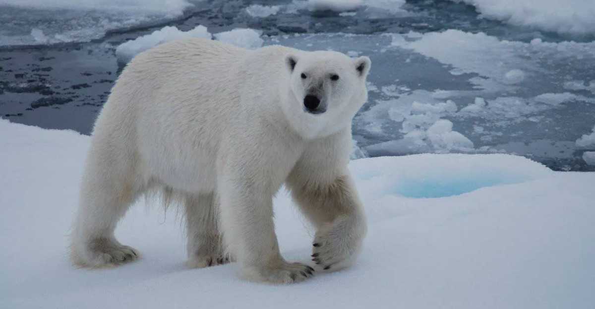 ابهت حیوانات ماقبل تاریخ