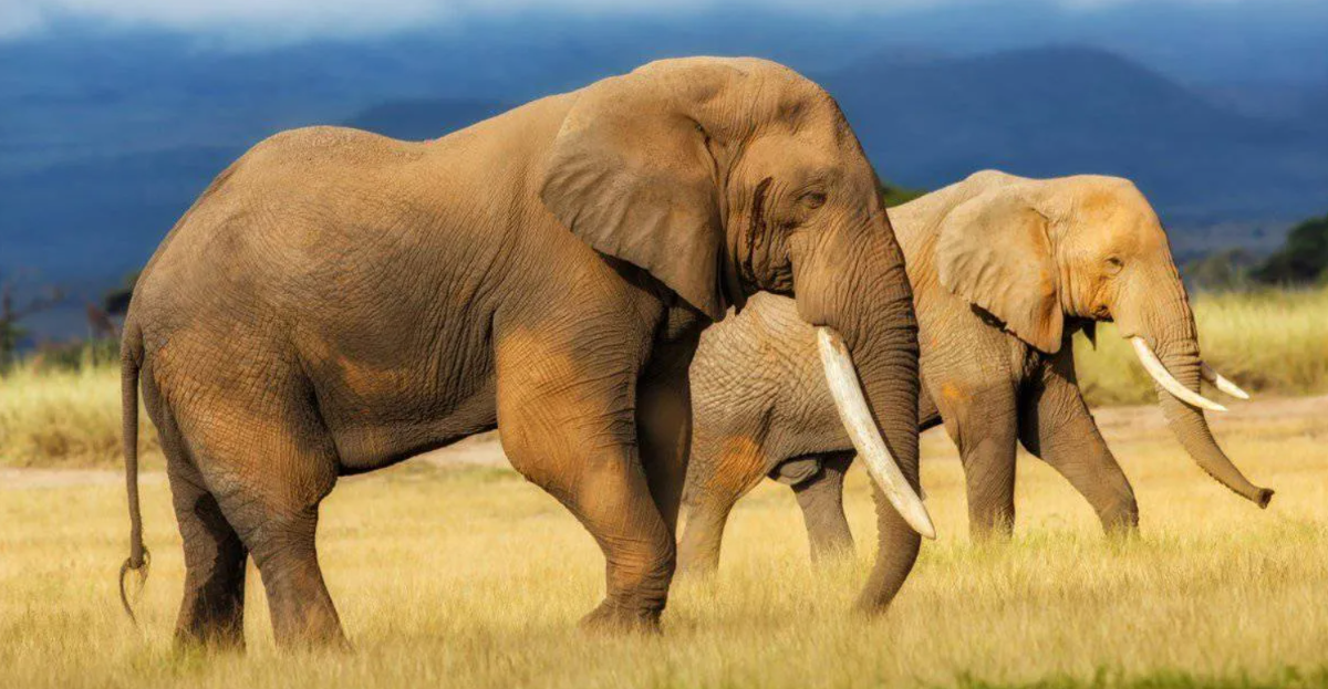 ابهت حیوانات ماقبل تاریخ