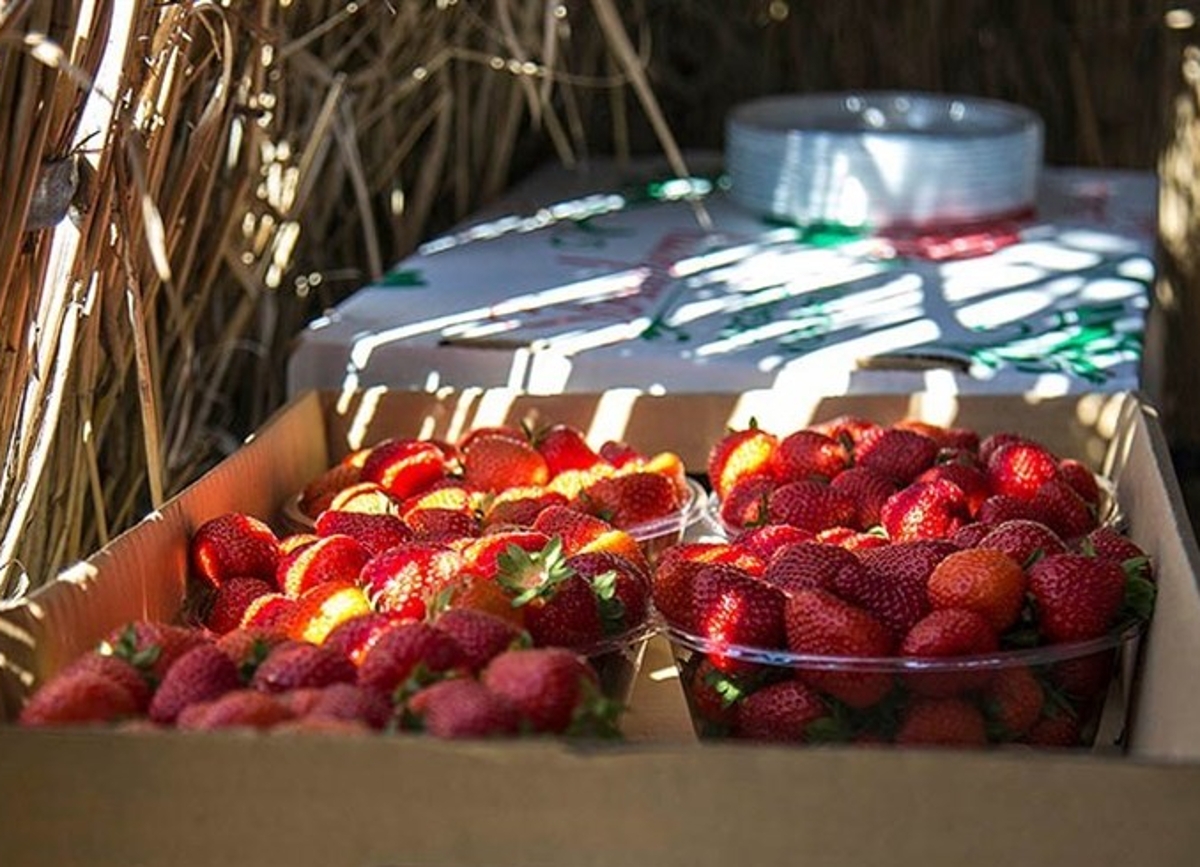 توت فرنگی محبوب‌ترین میوه‌ ایرانی